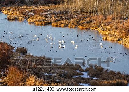 Swans in river in Picabo, Idaho View Large Photo Image Stock Image - Swans in river in Picabo, Idaho. Fotosearch