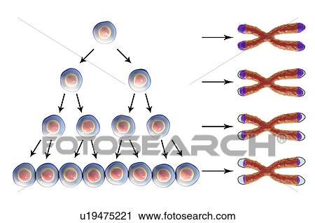 Stock Image - Telomere shortening with each round of cell division, conceptual illustration. Telomeres, the caps on chromosomes, shorten with age and during different pathological processes.. Fotosearch