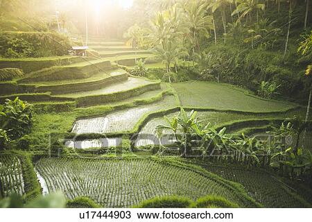 Terraced rice paddies in Bali, Indonesia View Large Photo Image Stock Image - Terraced rice paddies in Bali, Indonesia. Fotosearch