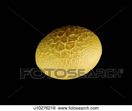 Stock Photo - Tiger lily pollen, illustration.. Fotosearch
