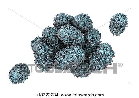 Picture - Toxic mould spores (Stachybotrys chartarum), computer illustration. Several strains of this fungus (S. atra, S. chartarum and S. alternans) are synonymous. This fungus may produce a trichothecene mycotoxin (Satratoxin H) which is a poisonous by.... Fotosearch