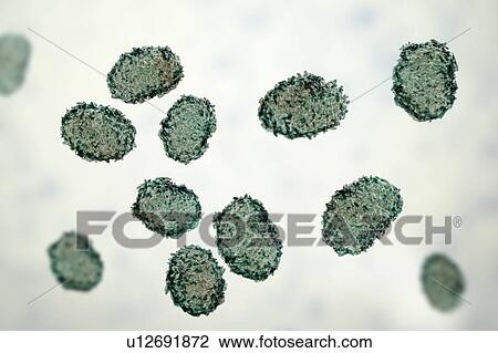 Stock Image - Toxic mould spores (Stachybotrys chartarum), computer illustration. Several strains of this fungus (S. atra, S. chartarum and S. alternans) are synonymous. This fungus may produce a trichothecene mycotoxin (Satratoxin H) which is a poisonous by.... Fotosearch
