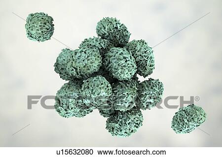 Toxic mould spores (Stachybotrys chartarum), computer illustration. Several strains of this fungus (S. atra, S. chartarum and S. alternans) are synonymous. This fungus may produce a trichothecene mycotoxin (Satratoxin H) which is a poisonous by... View Large Photo Image Stock Image - Toxic mould spores (Stachybotrys chartarum), computer illustration. Several strains of this fungus (S. atra, S. chartarum and S. alternans) are synonymous. This fungus may produce a trichothecene mycotoxin (Satratoxin H) which is a poisonous by.... Fotosearch
