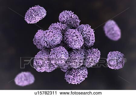 Stock Image - Toxic mould spores (Stachybotrys chartarum), computer illustration. Several strains of this fungus (S. atra, S. chartarum and S. alternans) are synonymous. This fungus may produce a trichothecene mycotoxin (Satratoxin H) which is a poisonous by.... Fotosearch