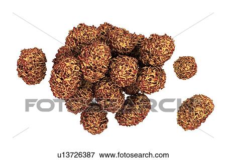 Stock Photo - Toxic mould spores (Stachybotrys chartarum), computer illustration. Several strains of this fungus (S. atra, S. chartarum and S. alternans) are synonymous. This fungus may produce a trichothecene mycotoxin (Satratoxin H) which is a poisonous by.... Fotosearch