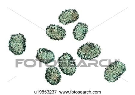Stock Photo - Toxic mould spores (Stachybotrys chartarum), computer illustration. Several strains of this fungus (S. atra, S. chartarum and S. alternans) are synonymous. This fungus may produce a trichothecene mycotoxin (Satratoxin H) which is a poisonous by.... Fotosearch