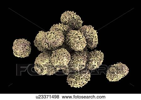 Stock Photo - Toxic mould spores (Stachybotrys chartarum), computer illustration. Several strains of this fungus (S. atra, S. chartarum and S. alternans) are synonymous. This fungus may produce a trichothecene mycotoxin (Satratoxin H) which is a poisonous by.... Fotosearch