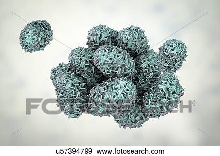 Stock Photo - Toxic mould spores (Stachybotrys chartarum), computer illustration. Several strains of this fungus (S. atra, S. chartarum and S. alternans) are synonymous. This fungus may produce a trichothecene mycotoxin (Satratoxin H) which is a poisonous by.... Fotosearch