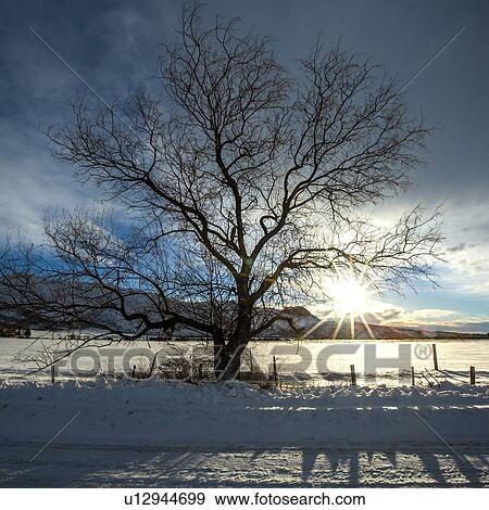 tree by snow field at sunrise in Picabo, Idaho View Large Photo Image Stock Photo - tree by snow field at sunrise in Picabo, Idaho. Fotosearch