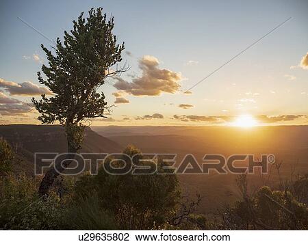 Stock Image - Tree on mountain at sunset in Blue Mountains National Park, Australia. Fotosearch