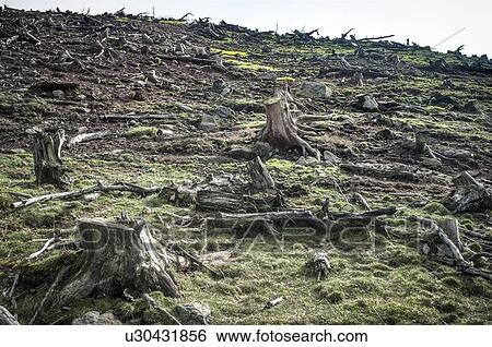 Tree stumps in a cleared forestry plantation. View Large Photo Image Stock Photograph - Tree stumps in a cleared forestry plantation.. Fotosearch