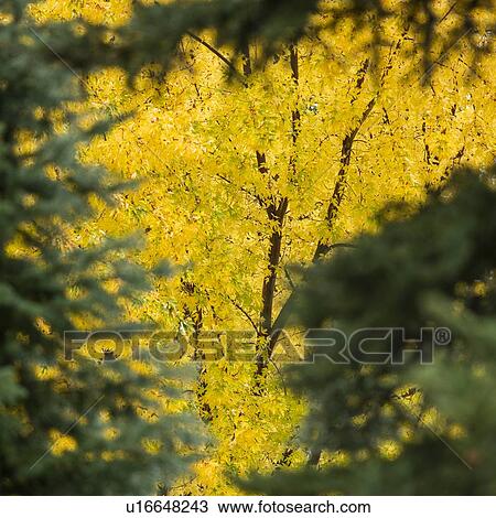 Tree with yellow leaves View Large Photo Image Stock Image - Tree with yellow leaves. Fotosearch