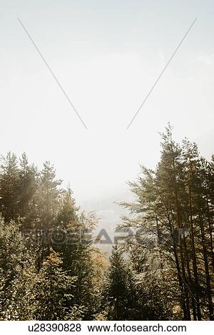 Stock Photo - Treetops and mist beyond, elevated view, Hallstatt, Upper Austria. Fotosearch