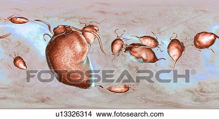 Trichomonas vaginalis, 360-degree panorama view, computer illustration. Trichomonas vaginalis is a parasitic microorganism that is the causative agent of trichomoniasis. Trichomoniasis is a common cause of vaginitis and is a sexually transmitted disease. View Large Photo Image Picture - Trichomonas vaginalis, 360-degree panorama view, computer illustration. Trichomonas vaginalis is a parasitic microorganism that is the causative agent of trichomoniasis. Trichomoniasis is a common cause of vaginitis and is a sexually transmitted disease.. Fotosearch