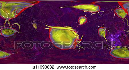Stock Image - Trichomonas vaginalis, 360-degree panorama view, computer illustration. Trichomonas vaginalis is a parasitic microorganism that is the causative agent of trichomoniasis. Trichomoniasis is a common cause of vaginitis and is a sexually transmitted disease.. Fotosearch