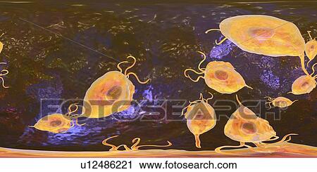 Trichomonas vaginalis, 360-degree panorama view, computer illustration. Trichomonas vaginalis is a parasitic microorganism that is the causative agent of trichomoniasis. Trichomoniasis is a common cause of vaginitis and is a sexually transmitted disease. View Large Photo Image Stock Image - Trichomonas vaginalis, 360-degree panorama view, computer illustration. Trichomonas vaginalis is a parasitic microorganism that is the causative agent of trichomoniasis. Trichomoniasis is a common cause of vaginitis and is a sexually transmitted disease.. Fotosearch