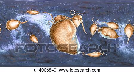 Stock Image - Trichomonas vaginalis, 360-degree panorama view, computer illustration. Trichomonas vaginalis is a parasitic microorganism that is the causative agent of trichomoniasis. Trichomoniasis is a common cause of vaginitis and is a sexually transmitted disease.. Fotosearch