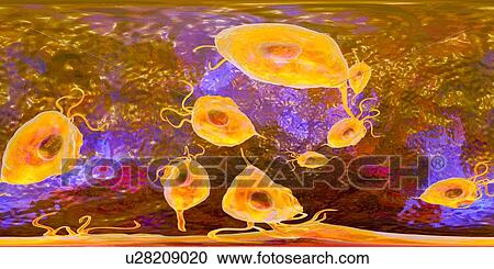 Stock Image - Trichomonas vaginalis, 360-degree panorama view, computer illustration. Trichomonas vaginalis is a parasitic microorganism that is the causative agent of trichomoniasis. Trichomoniasis is a common cause of vaginitis and is a sexually transmitted disease.. Fotosearch
