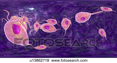 Stock Photo - Trichomonas vaginalis, 360-degree panorama view, computer illustration. Trichomonas vaginalis is a parasitic microorganism that is the causative agent of trichomoniasis. Trichomoniasis is a common cause of vaginitis and is a sexually transmitted disease.. Fotosearch