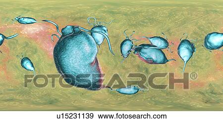 Trichomonas vaginalis, 360-degree panorama view, computer illustration. Trichomonas vaginalis is a parasitic microorganism that is the causative agent of trichomoniasis. Trichomoniasis is a common cause of vaginitis and is a sexually transmitted disease. View Large Photo Image Stock Photo - Trichomonas vaginalis, 360-degree panorama view, computer illustration. Trichomonas vaginalis is a parasitic microorganism that is the causative agent of trichomoniasis. Trichomoniasis is a common cause of vaginitis and is a sexually transmitted disease.. Fotosearch