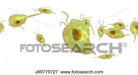 Trichomonas vaginalis, 360-degree panorama view, computer illustration. Trichomonas vaginalis is a parasitic microorganism that is the causative agent of trichomoniasis. Trichomoniasis is a common cause of vaginitis and is a sexually transmitted disease. View Large Photo Image Stock Photo - Trichomonas vaginalis, 360-degree panorama view, computer illustration. Trichomonas vaginalis is a parasitic microorganism that is the causative agent of trichomoniasis. Trichomoniasis is a common cause of vaginitis and is a sexually transmitted disease.. Fotosearch