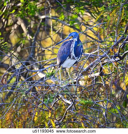Stock Photography - Tricolored heron standing in tree. Fotosearch
