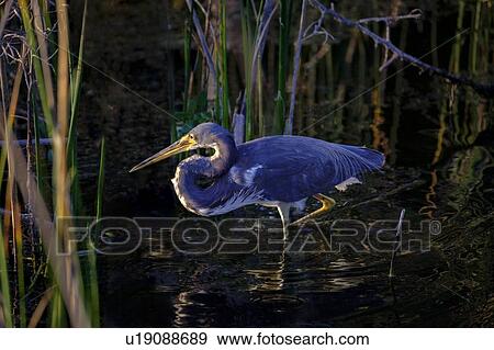 Stock Photo - Tricolored heron wading in river. Fotosearch