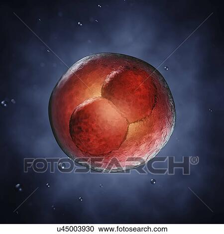 Two-cell embryo, illustration. Two-cell embryo. View Large Photo Image Stock Image - Two-cell embryo, illustration. Two-cell embryo.. Fotosearch