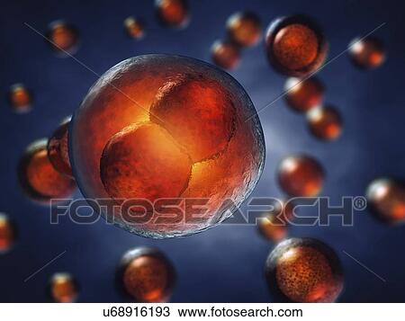 Stock Image - Two-cell embryo, illustration. Two-cell embryo.. Fotosearch