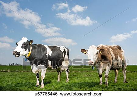 Stock Photograph - Two cows in pasture in spring, animal portrait, Wyns, Friesland, Netherlands. Fotosearch