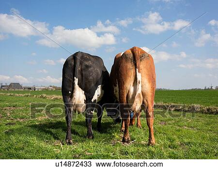 Two cows in pasture in spring, rear view, Wyns, Friesland, Netherlands View Large Photo Image Stock Image - Two cows in pasture in spring, rear view, Wyns, Friesland, Netherlands. Fotosearch