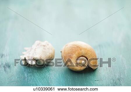 Stock Image - Two seashells. Fotosearch