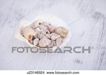 Picture - Variety of seashells on white surface. Fotosearch