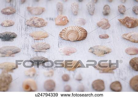 Stock Photo - Variety of seashells on white surface. Fotosearch