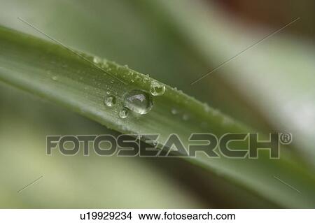 Water droplets on leaf View Large Photo Image Picture - Water droplets on leaf. Fotosearch