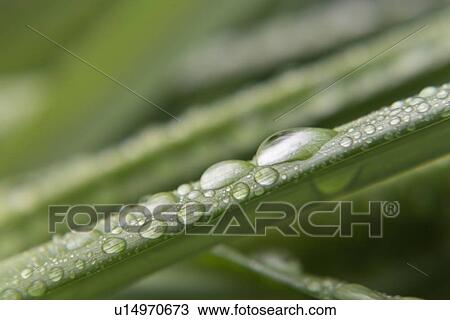 Stock Image - Water droplets on leaf. Fotosearch