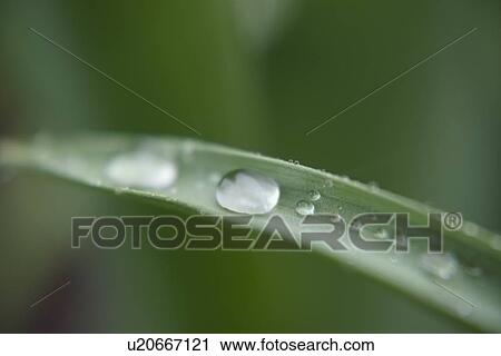 Stock Image - Water droplets on leaf. Fotosearch