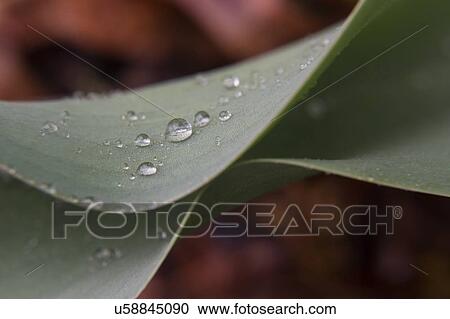 Stock Image - Water droplets on leaf. Fotosearch