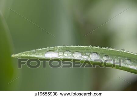 Water droplets on leaf View Large Photo Image Stock Photo - Water droplets on leaf. Fotosearch