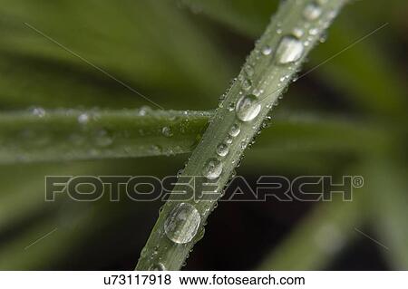 Stock Photo - Water droplets on leaf. Fotosearch