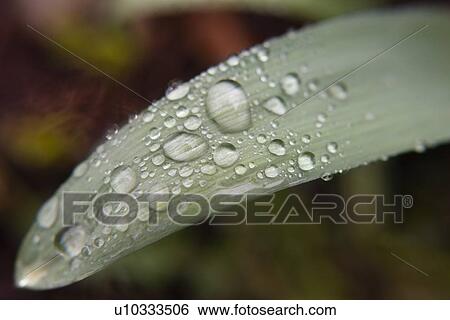 Stock Photograph - Water droplets on leaf. Fotosearch