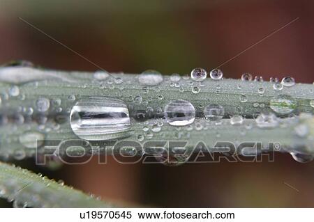 Stock Photography - Water droplets on leaf. Fotosearch
