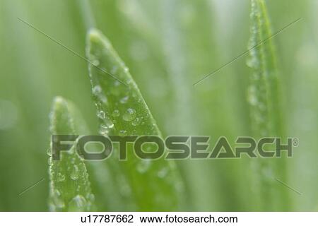 Water droplets on leaves View Large Photo Image Stock Image - Water droplets on leaves. Fotosearch
