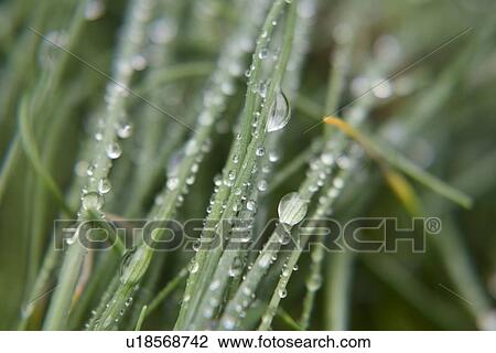 Water droplets on leaves View Large Photo Image Stock Image - Water droplets on leaves. Fotosearch