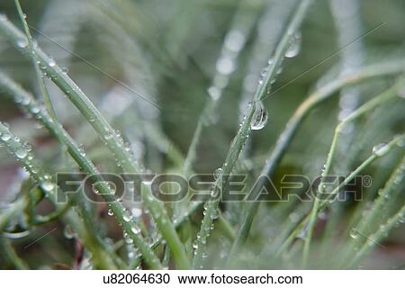 Stock Image - Water droplets on leaves. Fotosearch