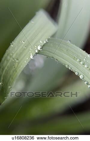 Stock Photograph - Water droplets on leaves. Fotosearch