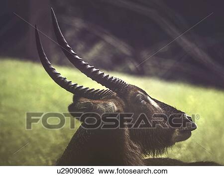 Waterbuck (Kobus ellipsiprymnus), headshot. View Large Photo Image Stock Image - Waterbuck (Kobus ellipsiprymnus), headshot.. Fotosearch