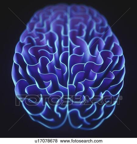 Wavy lines in the shape of the human brain, illustration. View Large Photo Image Stock Photo - Wavy lines in the shape of the human brain, illustration.. Fotosearch