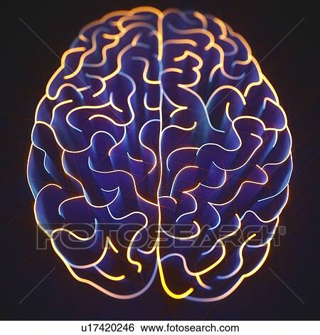 Wavy lines in the shape of the human brain, illustration. View Large Photo Image Stock Photograph - Wavy lines in the shape of the human brain, illustration.. Fotosearch