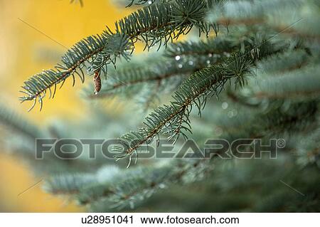 Wet pine tree branches View Large Photo Image Stock Image - Wet pine tree branches. Fotosearch